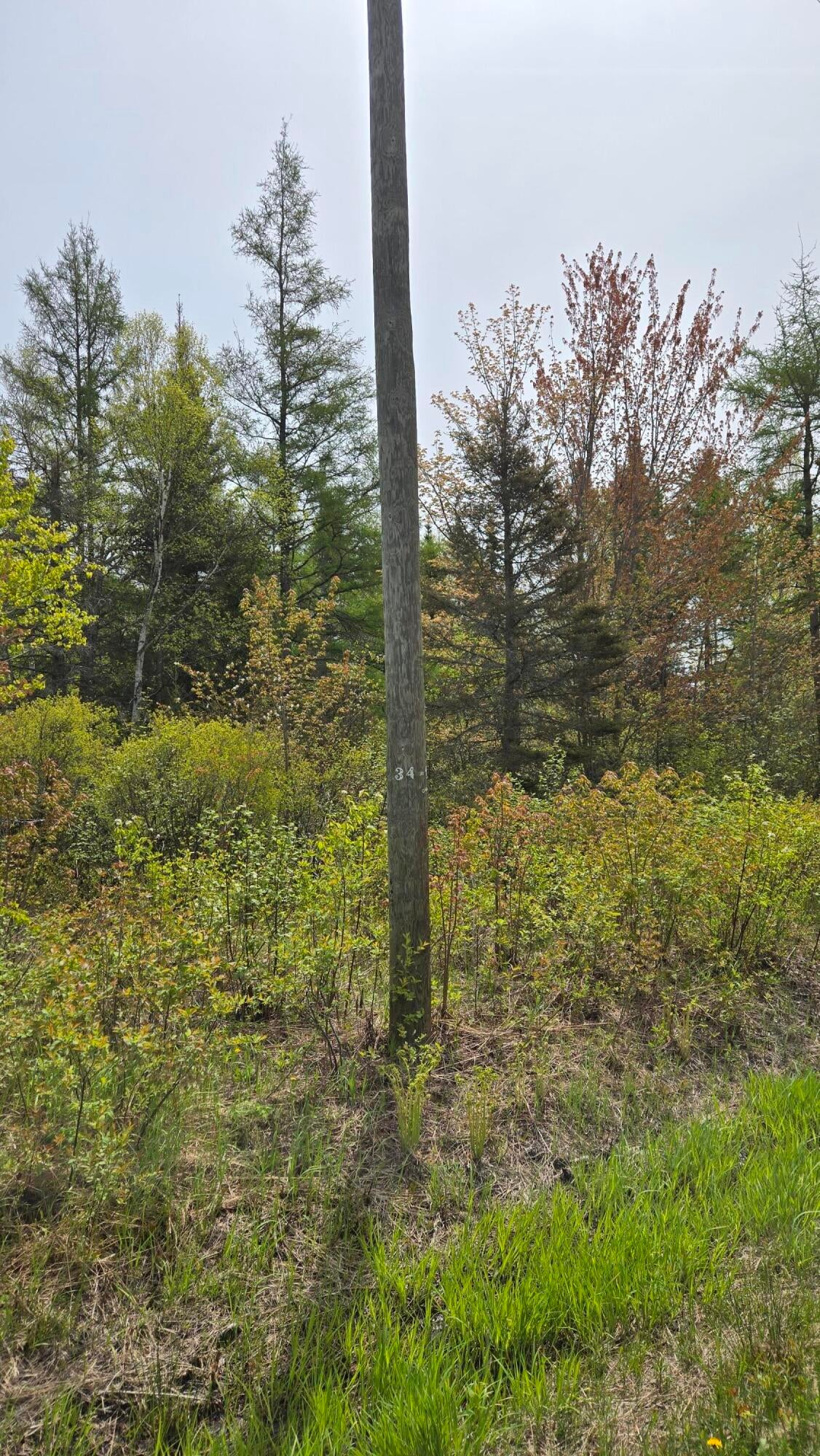 0 South Forrest Side Road Brimley, MI 49715 - Photo 3 of 6 Gallery Image 3