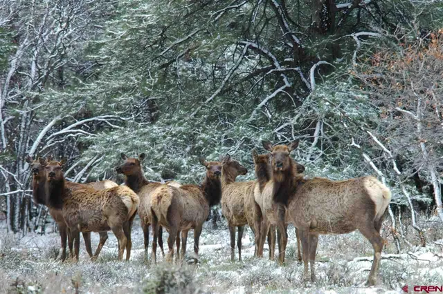 $174,500 | Tbd Gurley Lake, Norwood, CO 81423