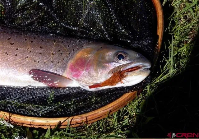 $174,500 | Tbd Gurley Lake, Norwood, CO 81423