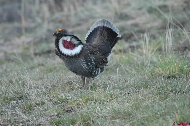 $174,500 | Tbd Gurley Lake, Norwood, CO 81423