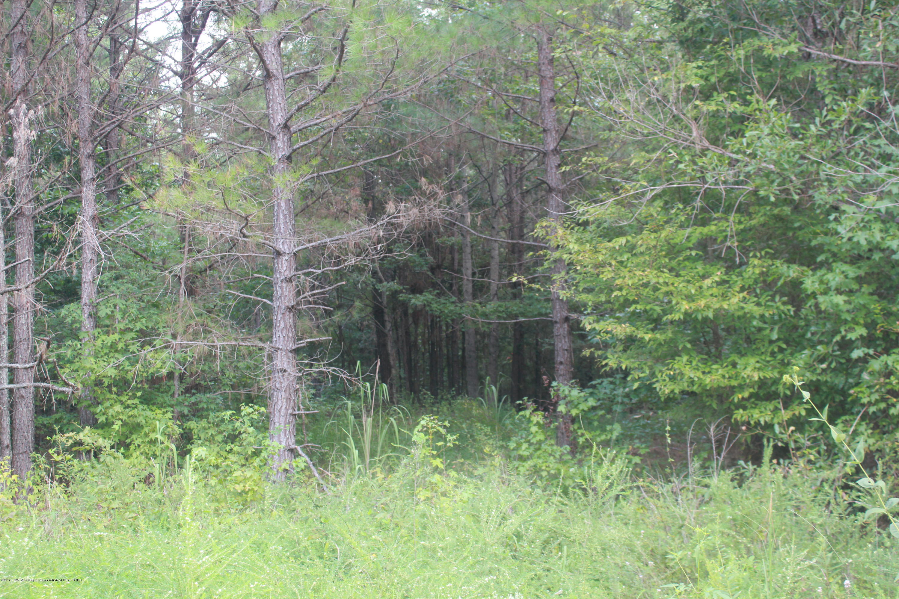 78 Springfield Road Senatobia, MS 38668 - Photo 9 of 30 142