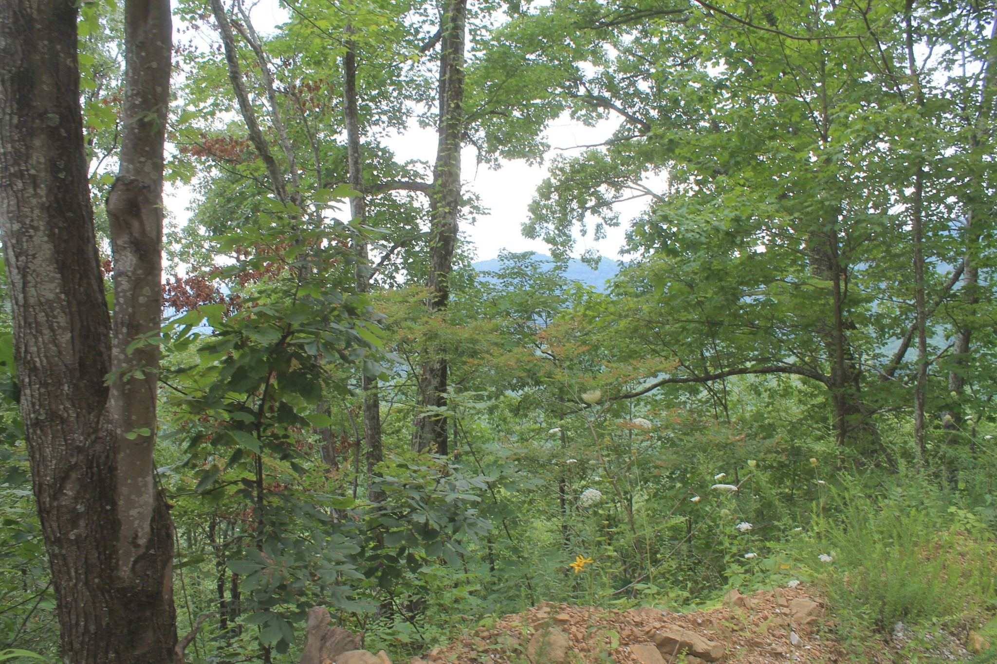 2 Straight Fork Road Huntsville, TN 37756 - Photo 10 of 13
