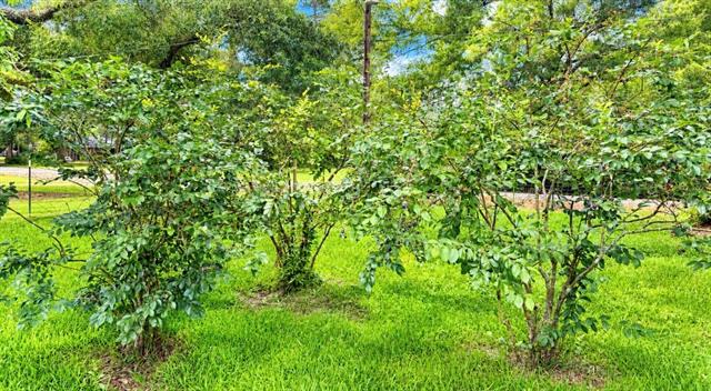 48198 Stafford Road Tickfaw, LA 70466 - Photo 5 of 18