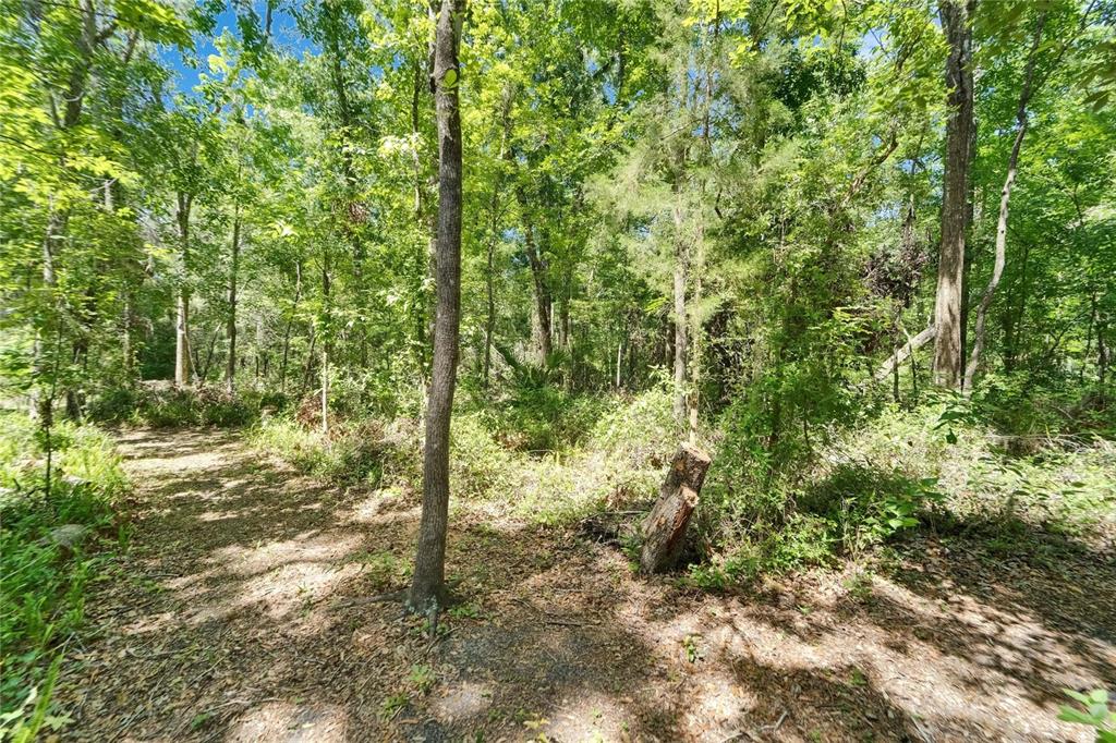 11120 Lu Wista Road Brooksville, FL 34601 - Photo 45 of 50 a view of a forest with trees in the background