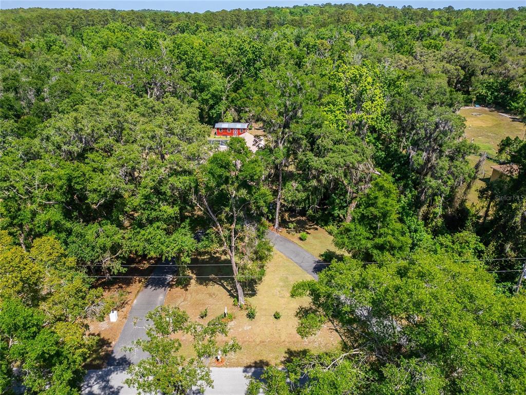 11120 Lu Wista Road Brooksville, FL 34601 - Photo 50 of 50 a view of a forest with a tree