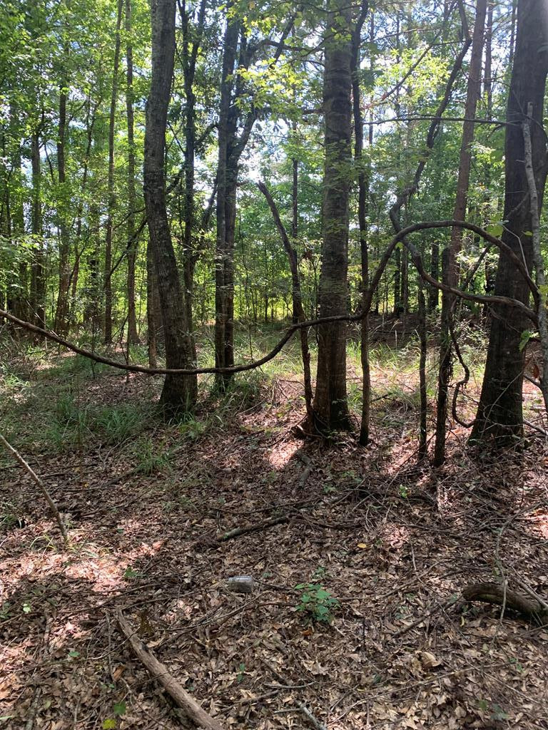 1895 Pleasant Ridge Road Northwest Wesson, MS 39191 - Photo 1 of 8 Main View