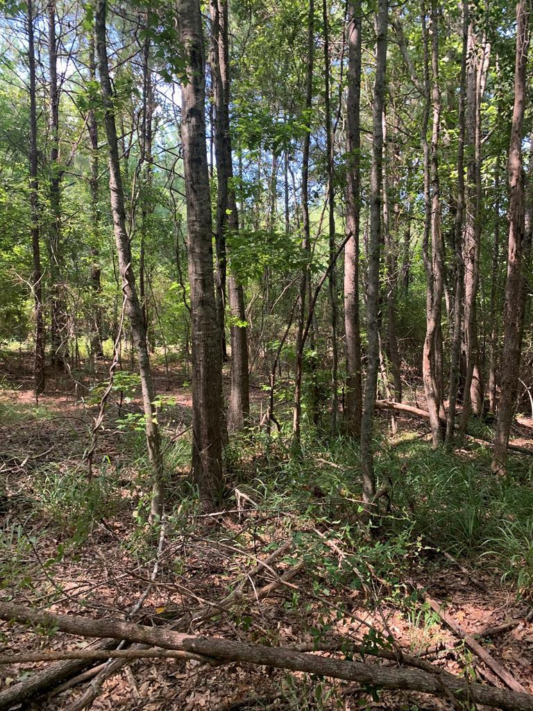 1895 Pleasant Ridge Road Northwest Wesson, MS 39191 - Photo 3 of 8 Photo 3
