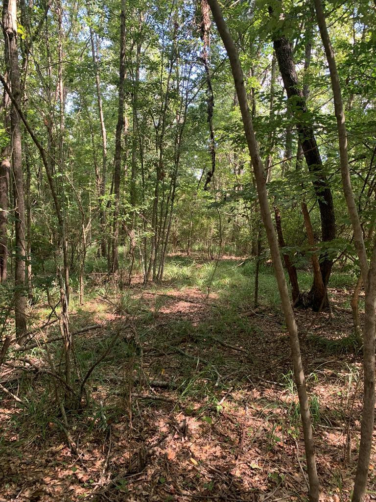 1895 Pleasant Ridge Road Northwest Wesson, MS 39191 - Photo 4 of 8 Photo 4