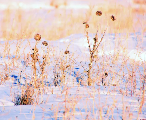 a view of a chair and table on the garden