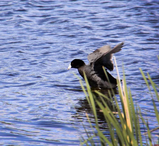 $39,500 | 49 Paradise Drive, Pagosa Springs, CO 81147