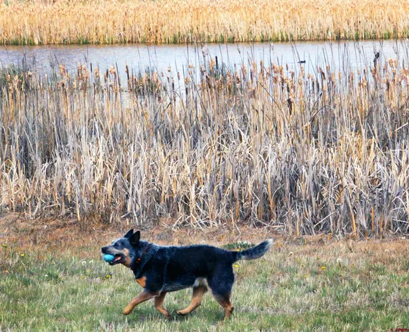 $39,500 | 49 Paradise Drive, Pagosa Springs, CO 81147