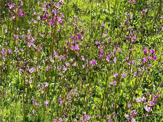 $2,190,000 | 3851 Las Pilitas Road, Santa Margarita, CA 93453