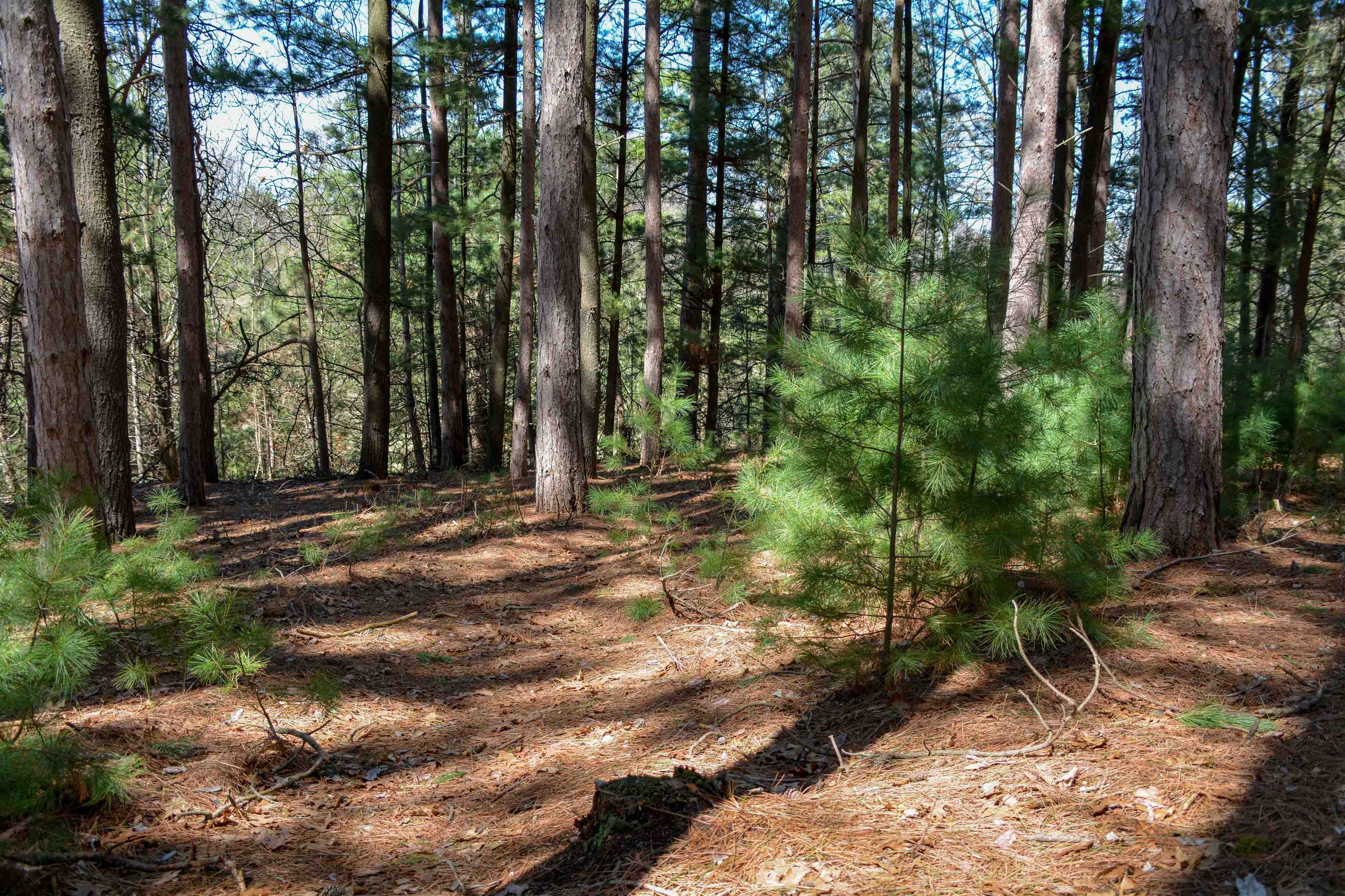 0 North Four Mile Road Traverse City, MI 49696 - Photo 20 of 28 1929852-cde91c99-e499-4cc8-8d3a-3693c1e8e0fb.JPG