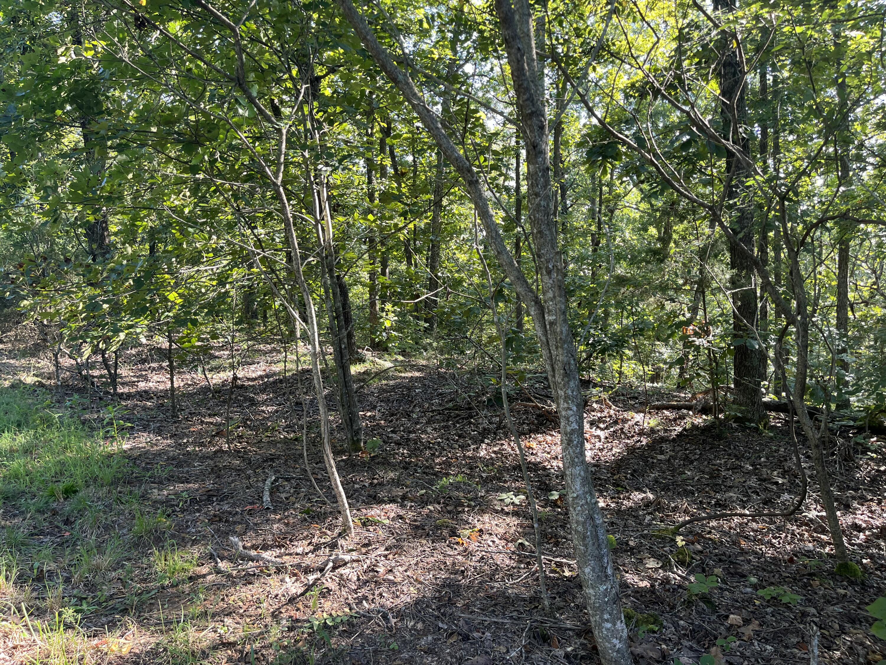 Lot 81 Waterfowl Road Murray, KY 42071 - Photo 8 of 20 IMG_9386