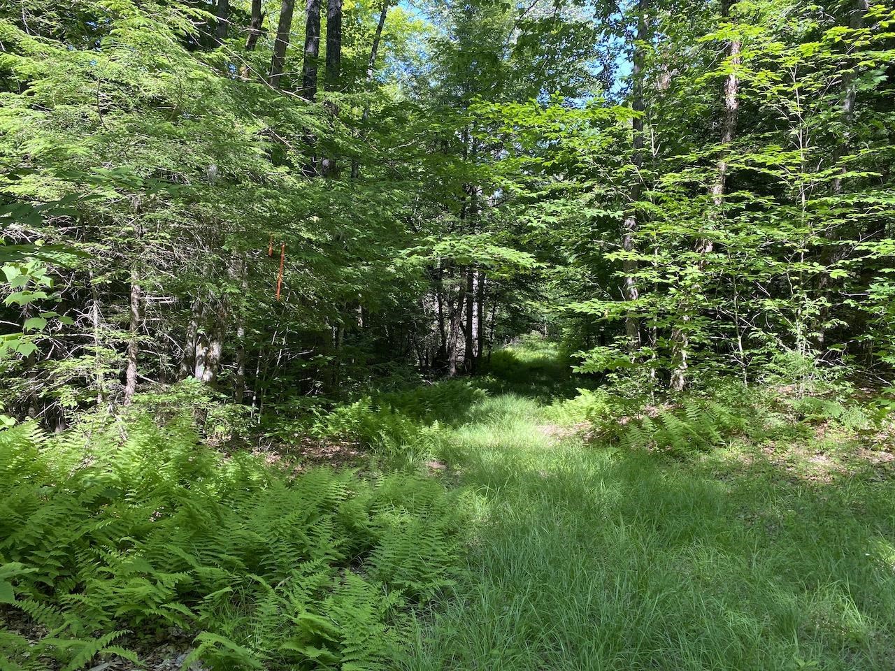 0 Old Rindge Road, Unit 16029000 Fitzwilliam, NH 03447 - Photo 6 of 10