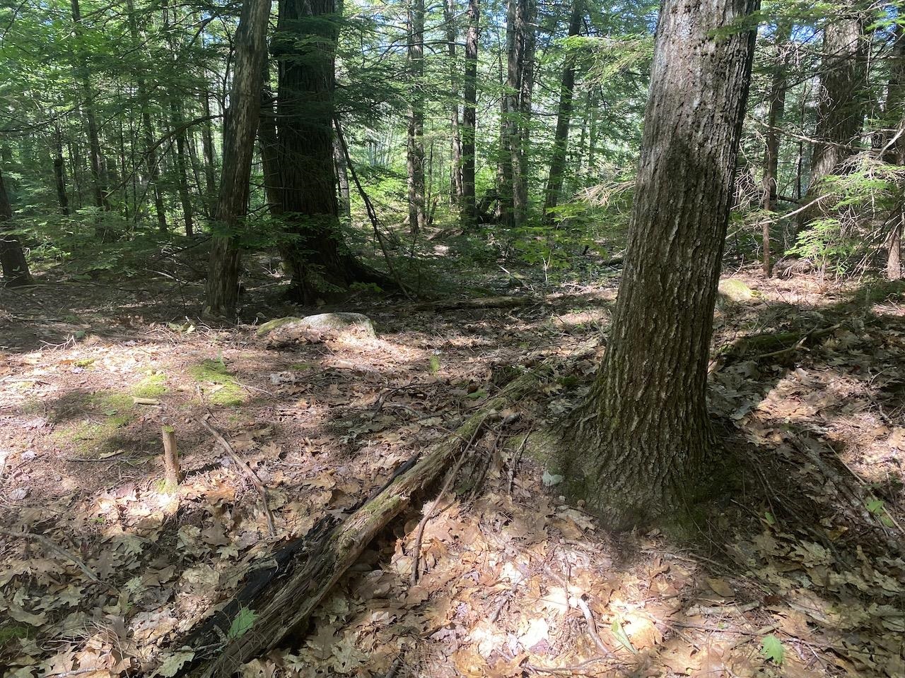 0 Old Rindge Road, Unit 16029000 Fitzwilliam, NH 03447 - Photo 8 of 10