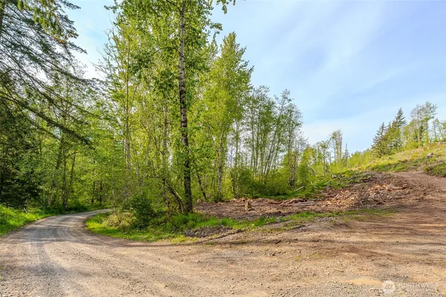 a view of a yard with plants and large trees