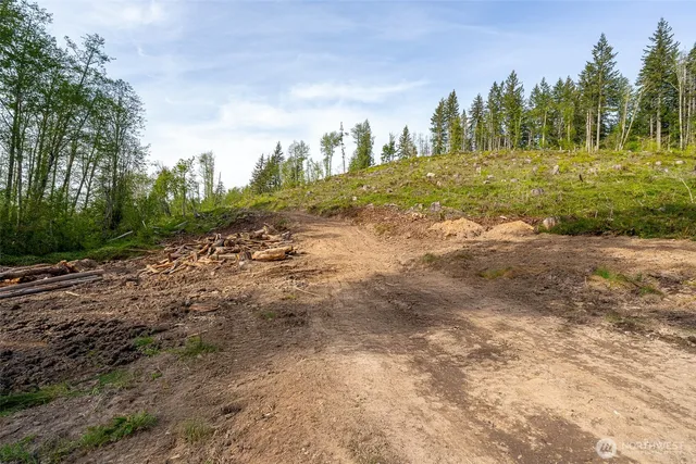 a view of a forest with trees