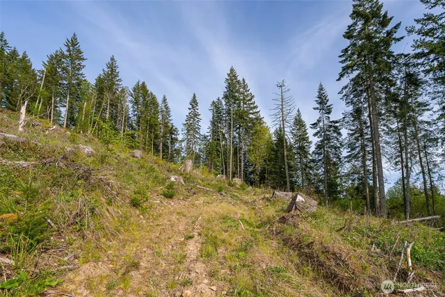 a view of a garden with plants and large trees