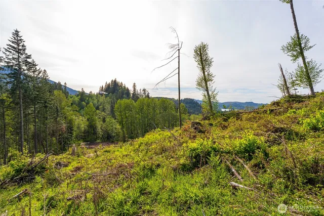 a view of a yard with a tree