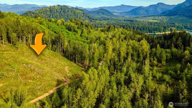 a view of a yard with trees