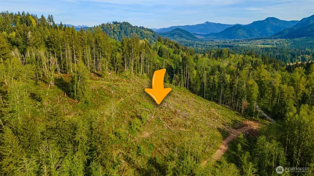 a view of a road with plants and trees