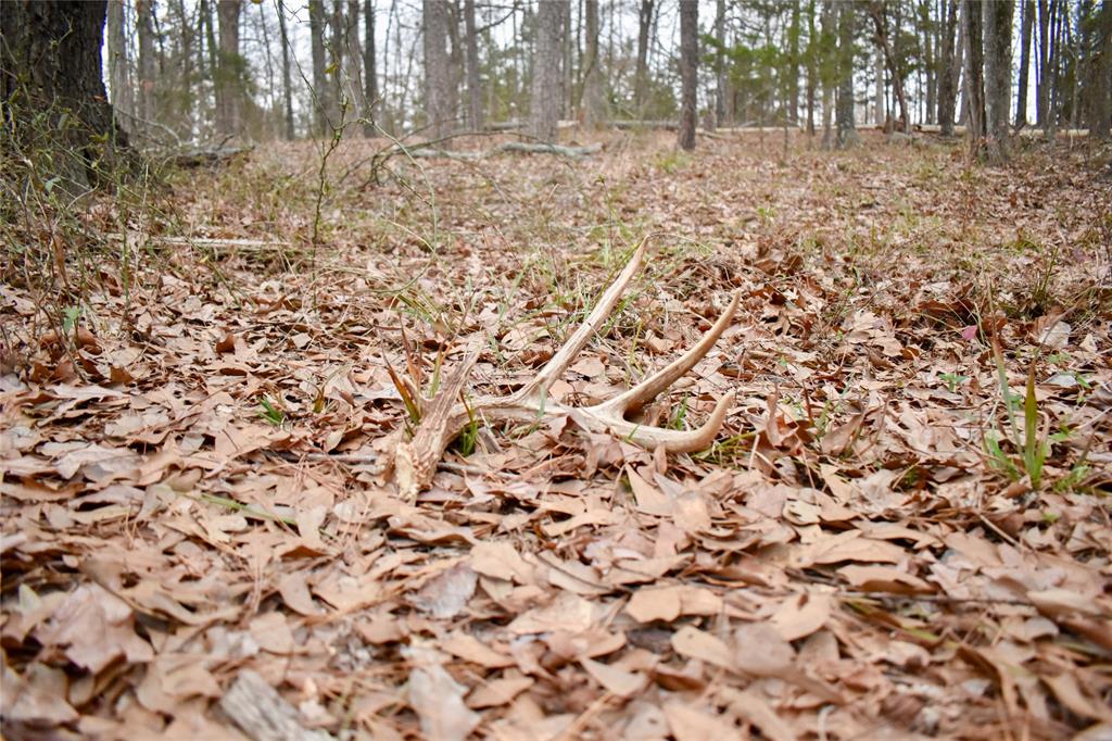 509 County Road 35985 Powderly, TX 75473 - Photo 30 of 37 a view of yard with trees