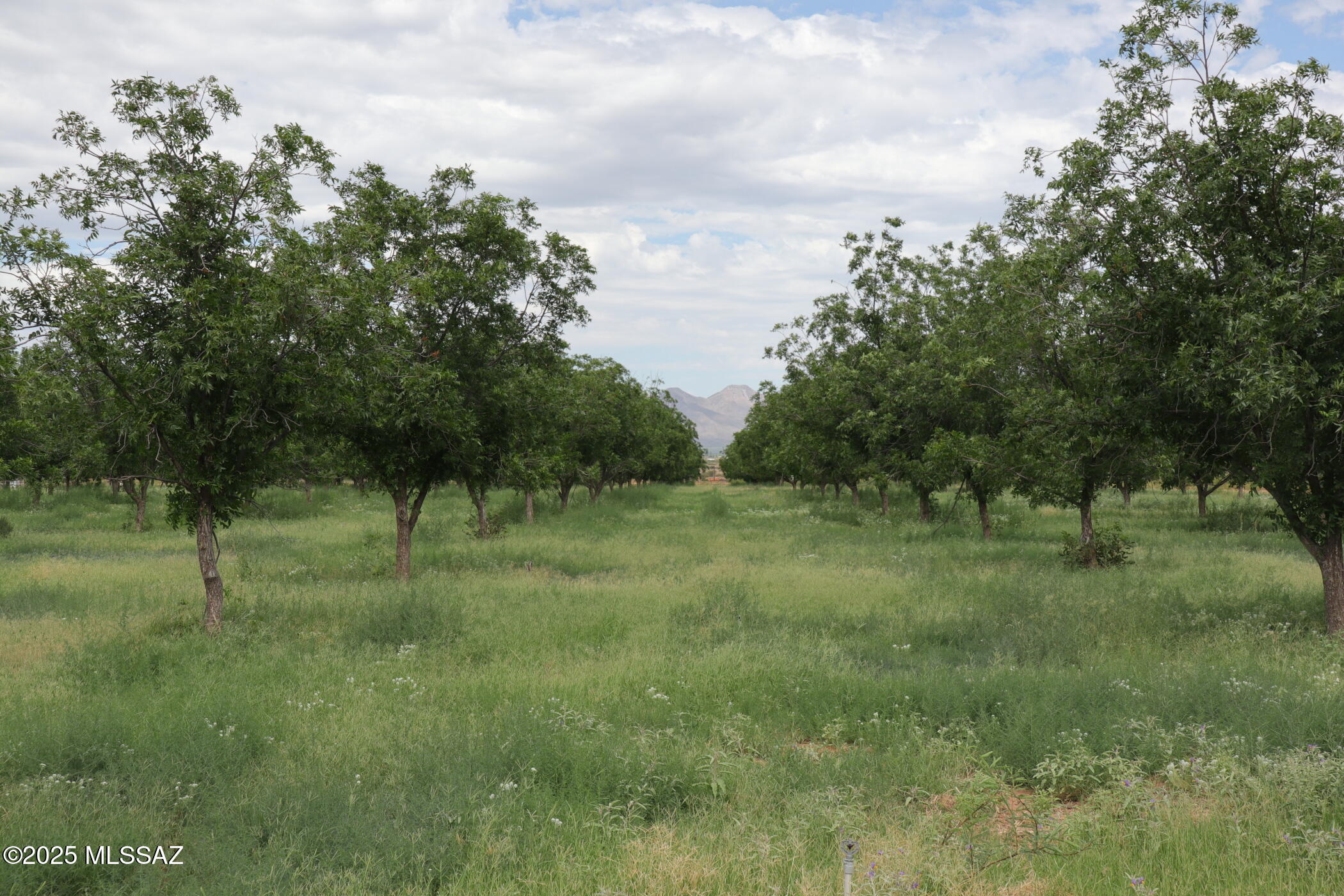 4859 West Gleeson Road Elfrida, AZ 85610 - Photo 47 of 50 Gallery Image 47