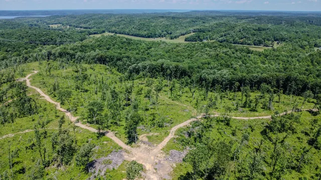 a view of a big yard with plants and large trees