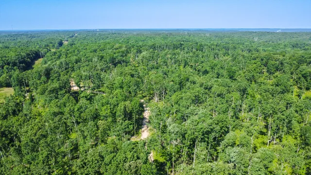 a view of a big yard with plants and large trees