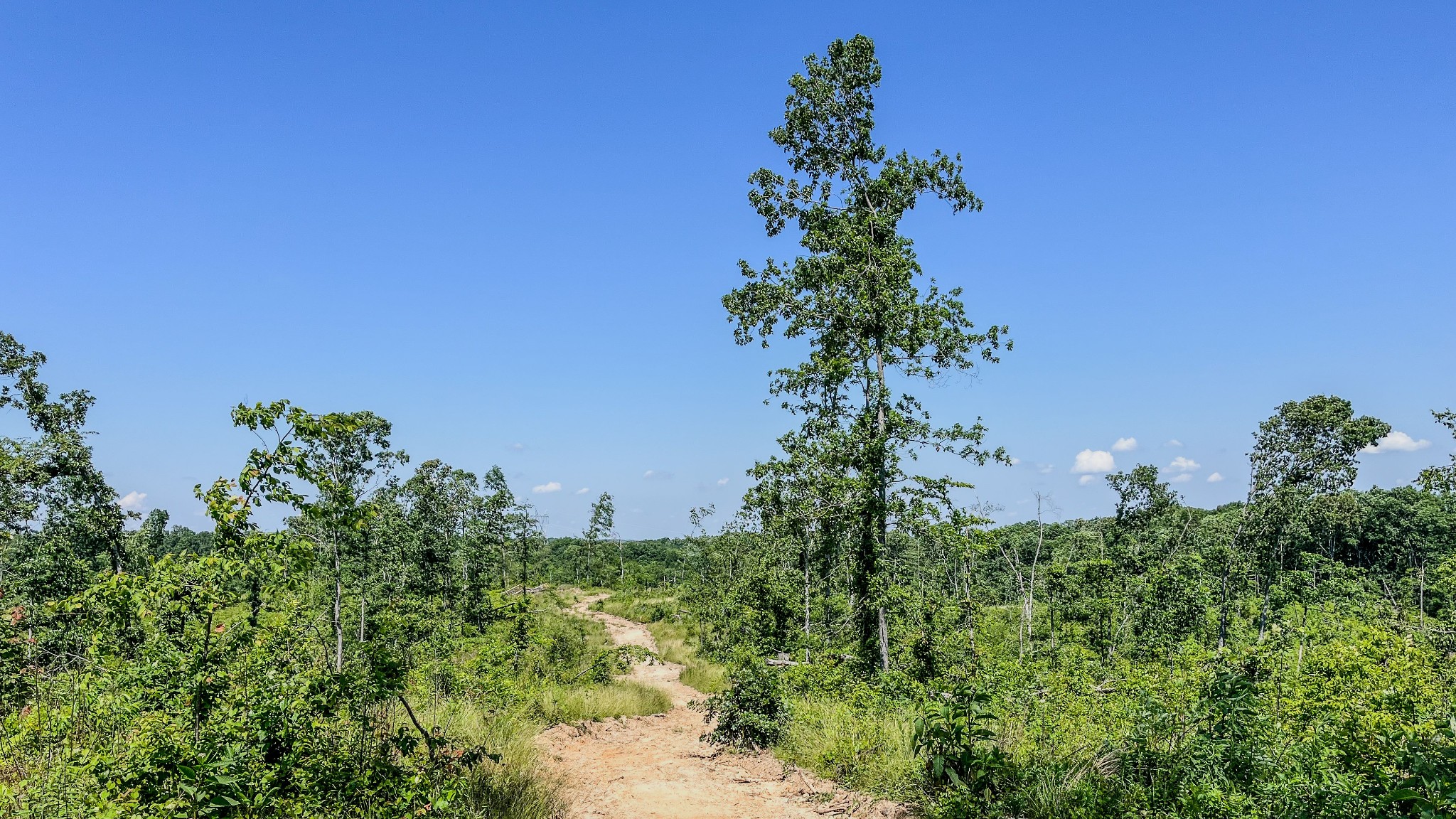 0 West Trace Creek Road Waverly, TN 37185 - Photo 4 of 21 a view of a garden