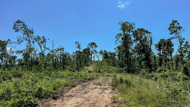 a view of a plant in a garden