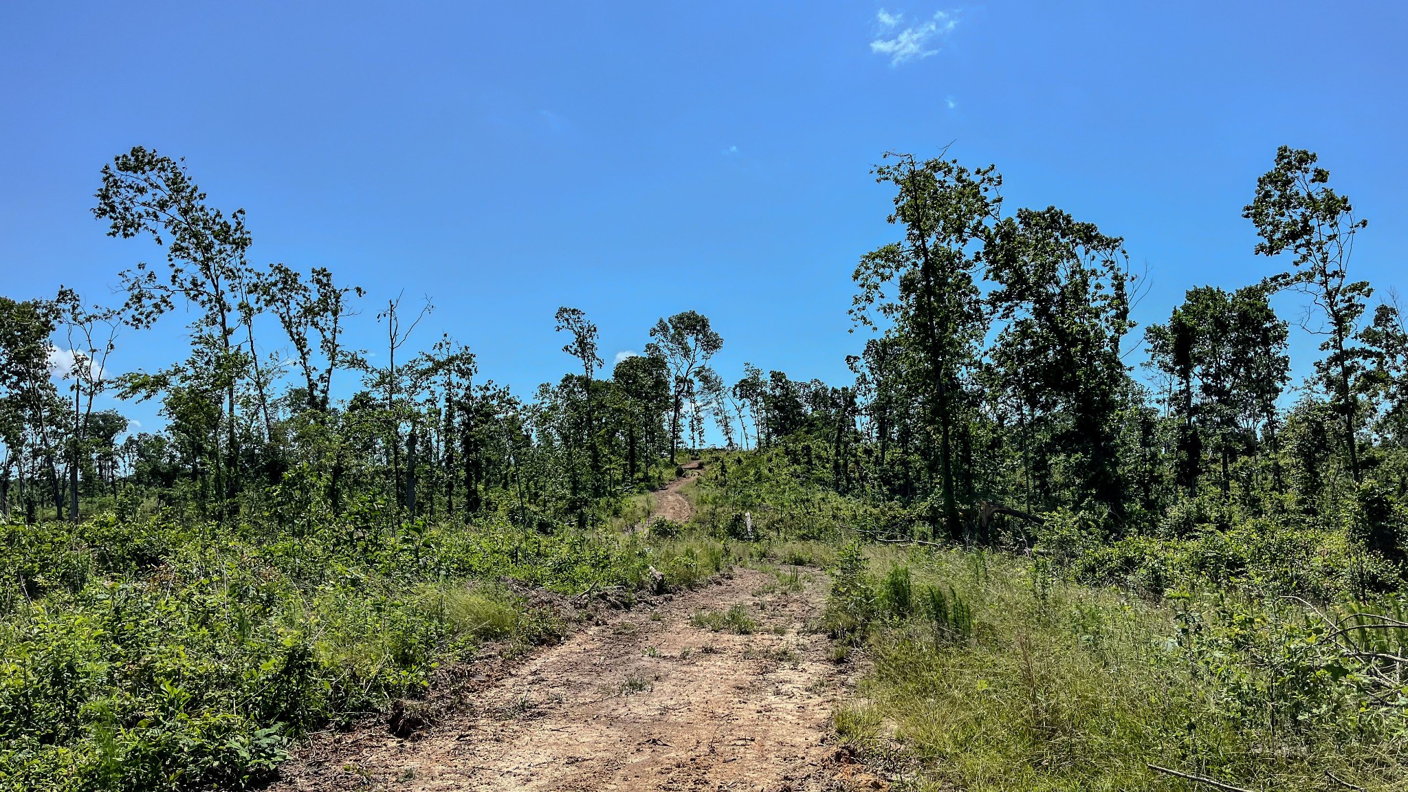 0 West Trace Creek Road Waverly, TN 37185 - Photo 6 of 21 a view of a plant in a garden