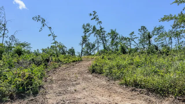 a view of a yard with plants and a trees