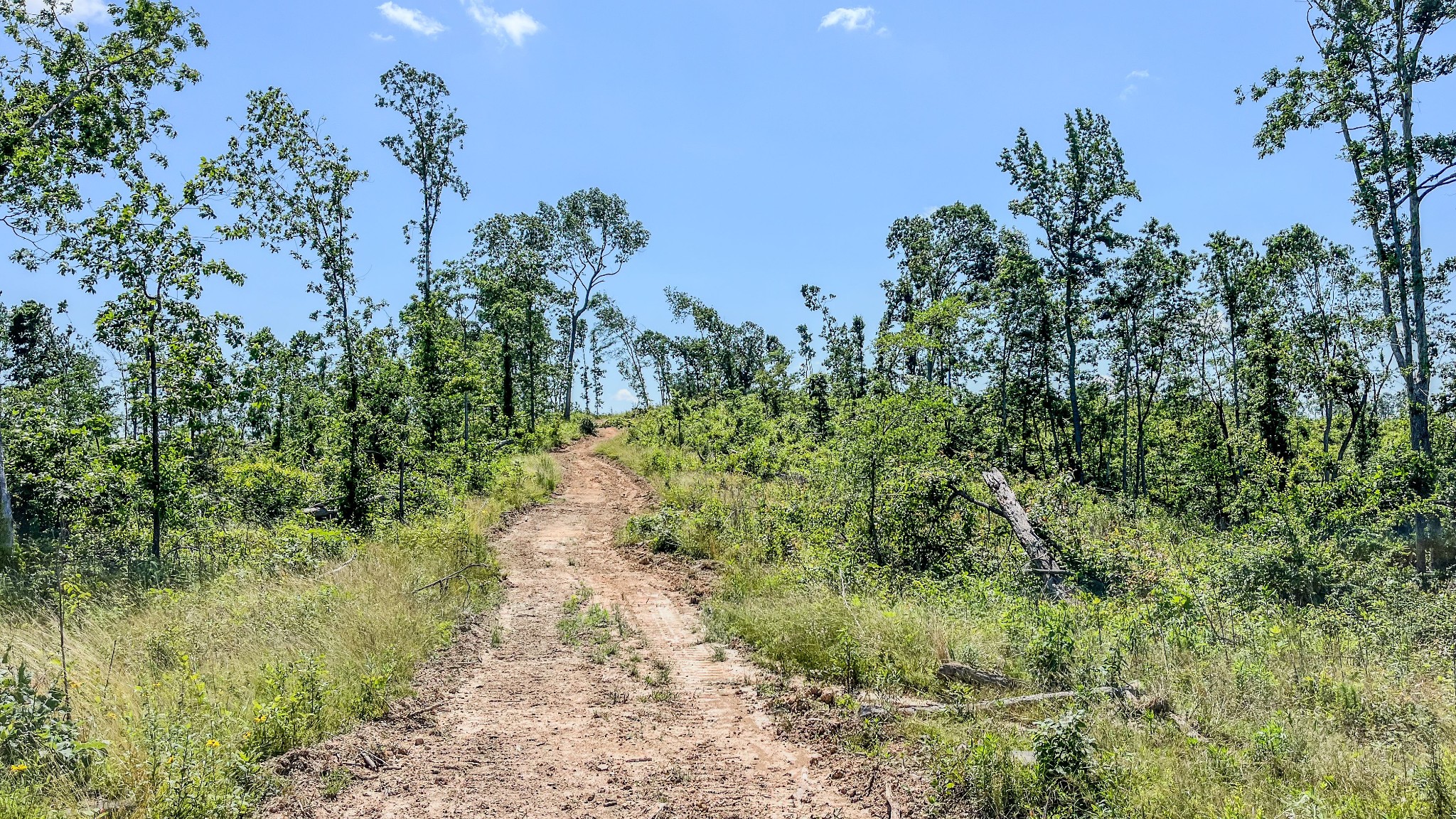 0 West Trace Creek Road Waverly, TN 37185 - Photo 8 of 21 a view of a yard with plants and a trees