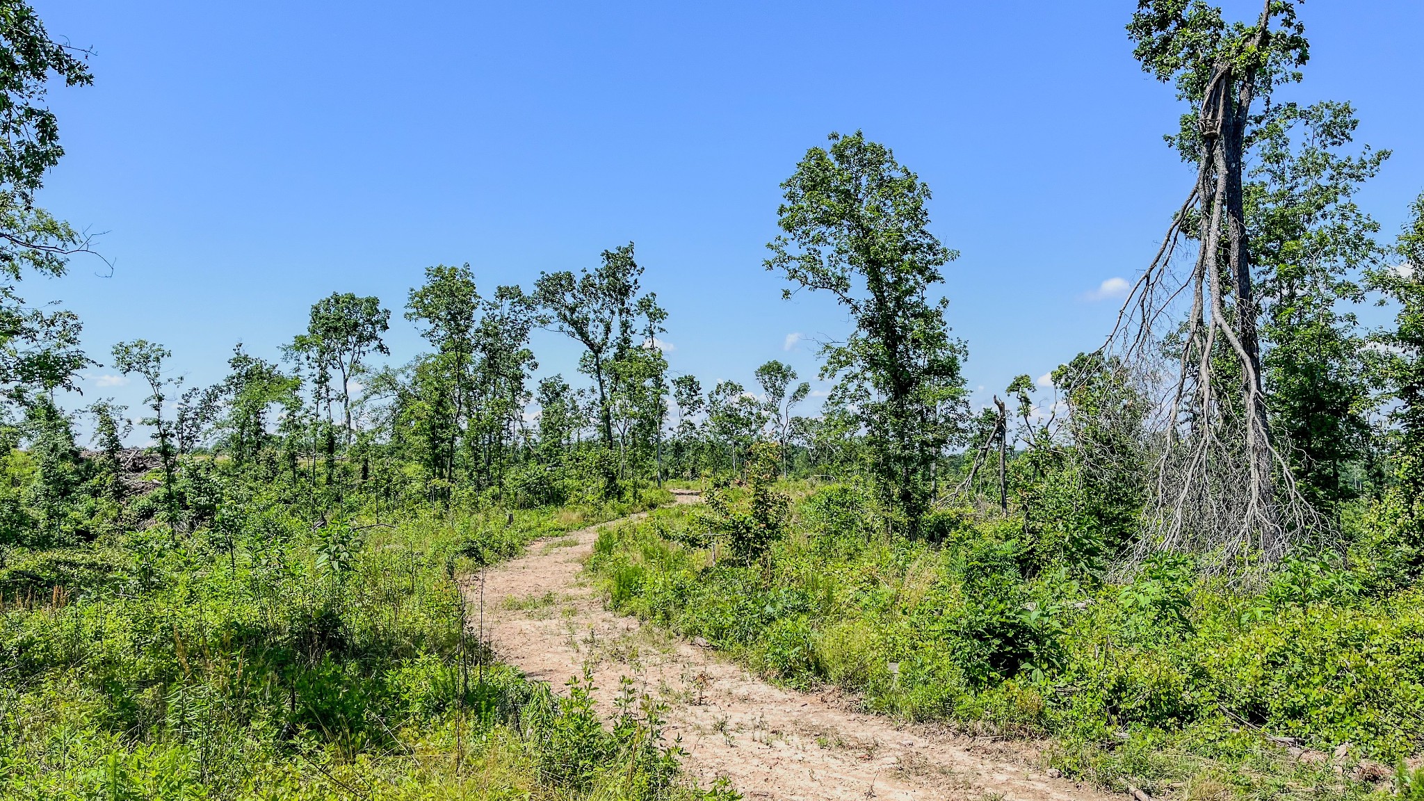 0 West Trace Creek Road Waverly, TN 37185 - Photo 9 of 21 a view of a garden with a tree