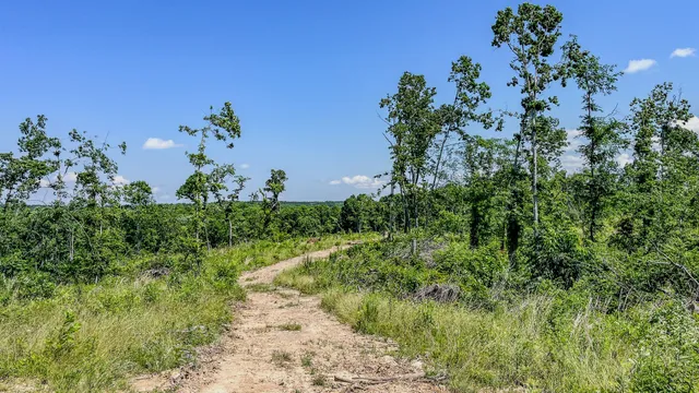 a view of a lush green forest with a small yard and large trees