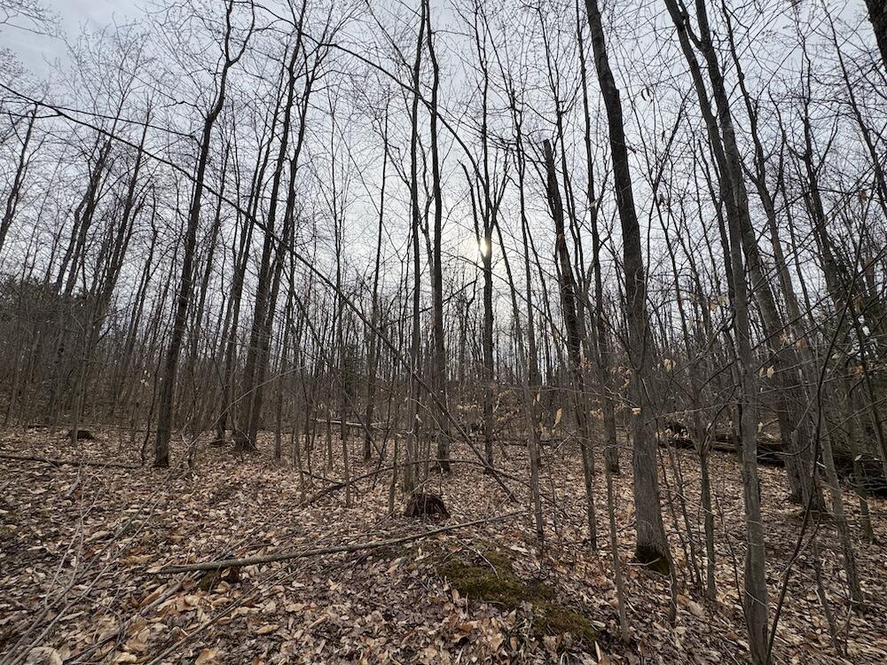 1734 North Galbraith Road Mio, MI 48647 - Photo 61 of 120 IMG_1900
