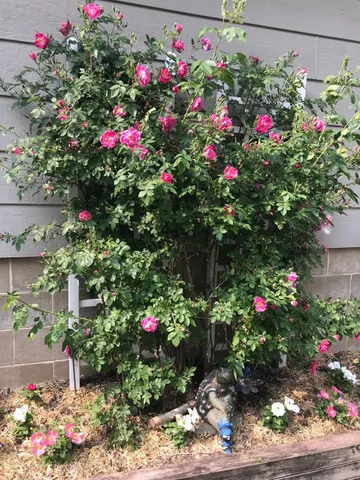 $365,000 | 2335 2nd Avenue Southwest, Rochester, MN 55902