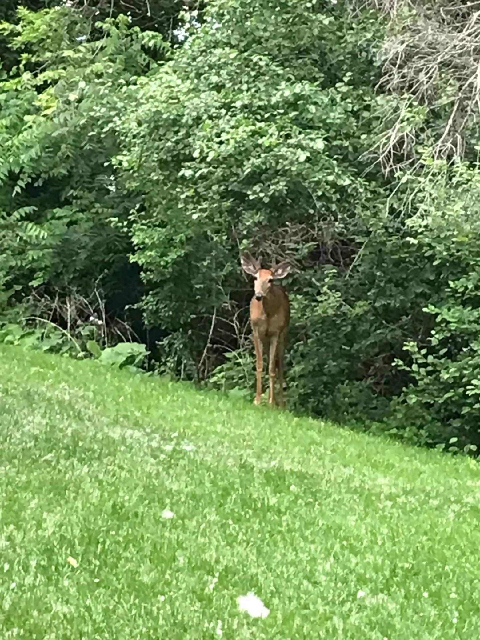 2335 2nd Avenue Southwest Rochester, MN 55902 - Photo 42 of 50
