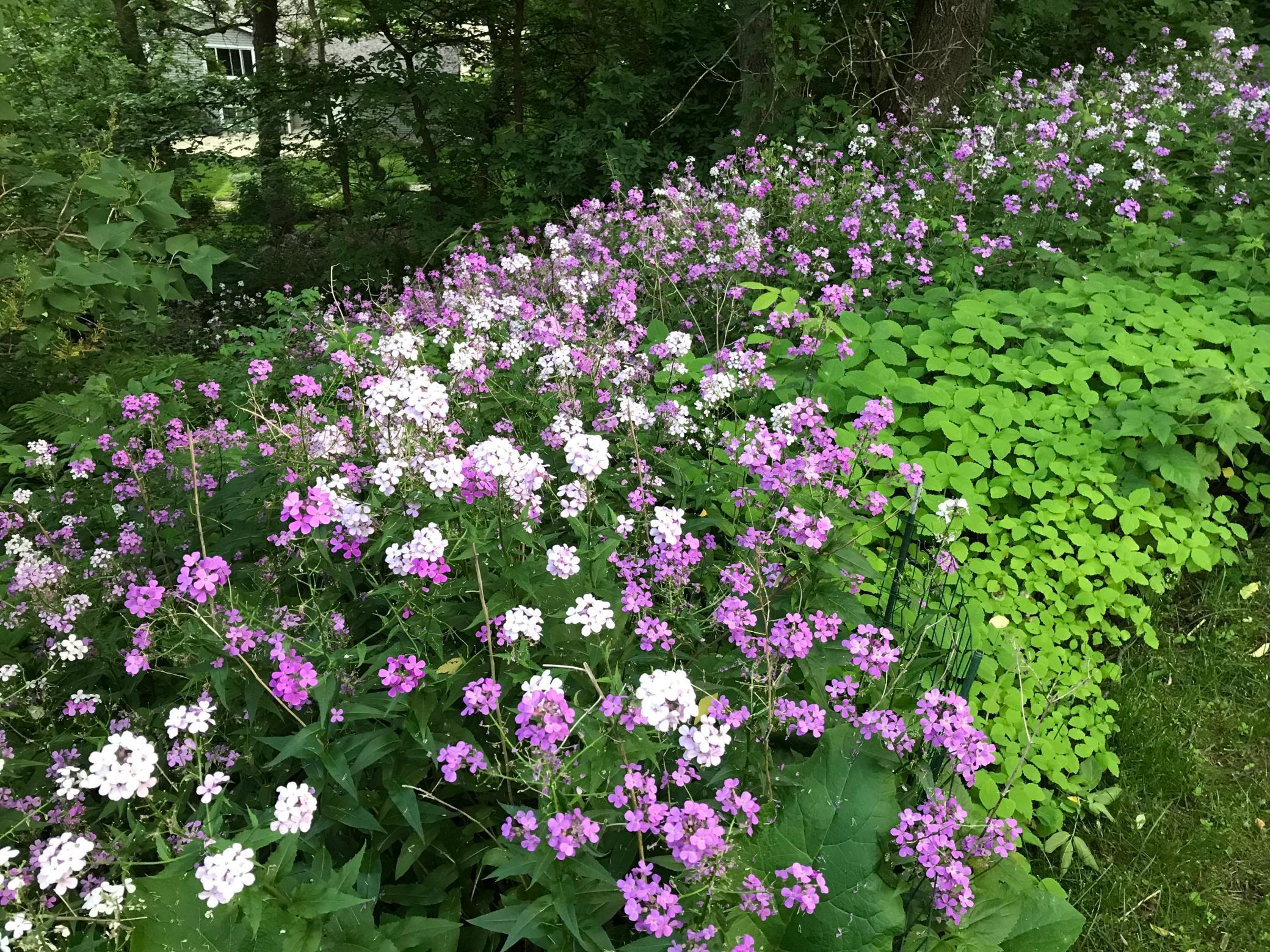 2335 2nd Avenue Southwest Rochester, MN 55902 - Photo 44 of 50
