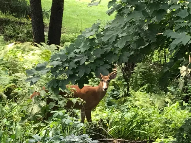 $365,000 | 2335 2nd Avenue Southwest, Rochester, MN 55902