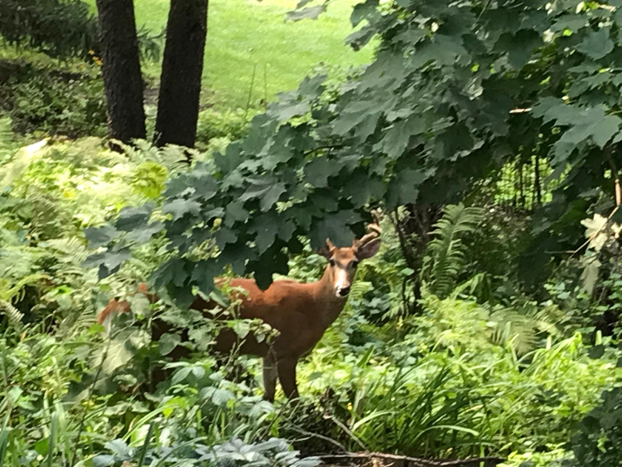 2335 2nd Avenue Southwest Rochester, MN 55902 - Photo 46 of 50