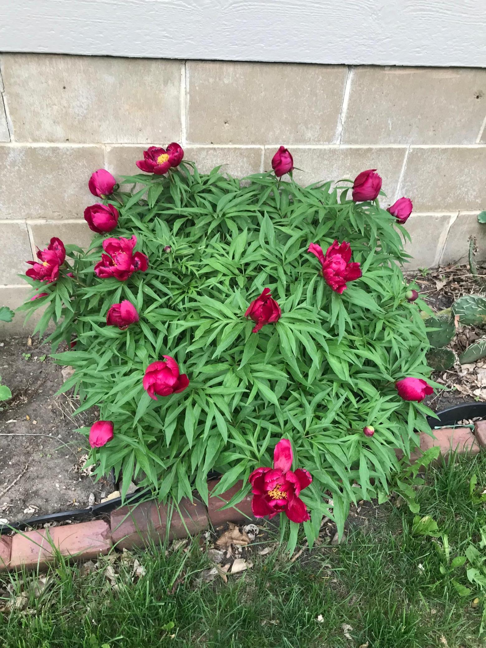 2335 2nd Avenue Southwest Rochester, MN 55902 - Photo 48 of 50