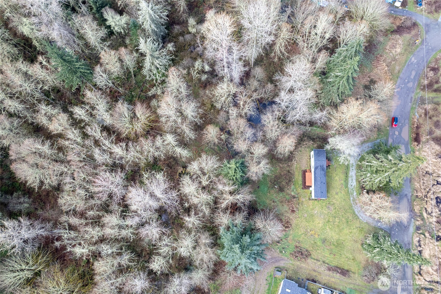 14512 246th Street East Graham, WA 98338 - Photo 35 of 39 a view of a yard with plants and large trees
