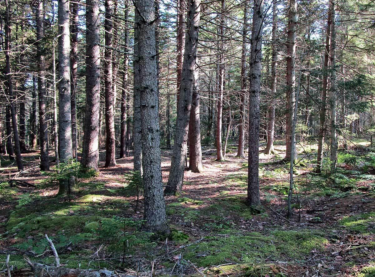 340 Turkey Cove Road Tenants Harbor, ME 04860 - Photo 9 of 11 340turkeyCove-7