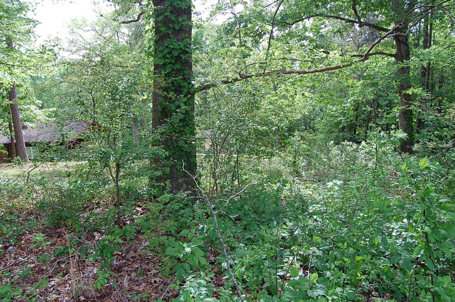0 Carpenter Road Dunlap, TN 37327 - Photo 17 of 20 Gallery Image 17