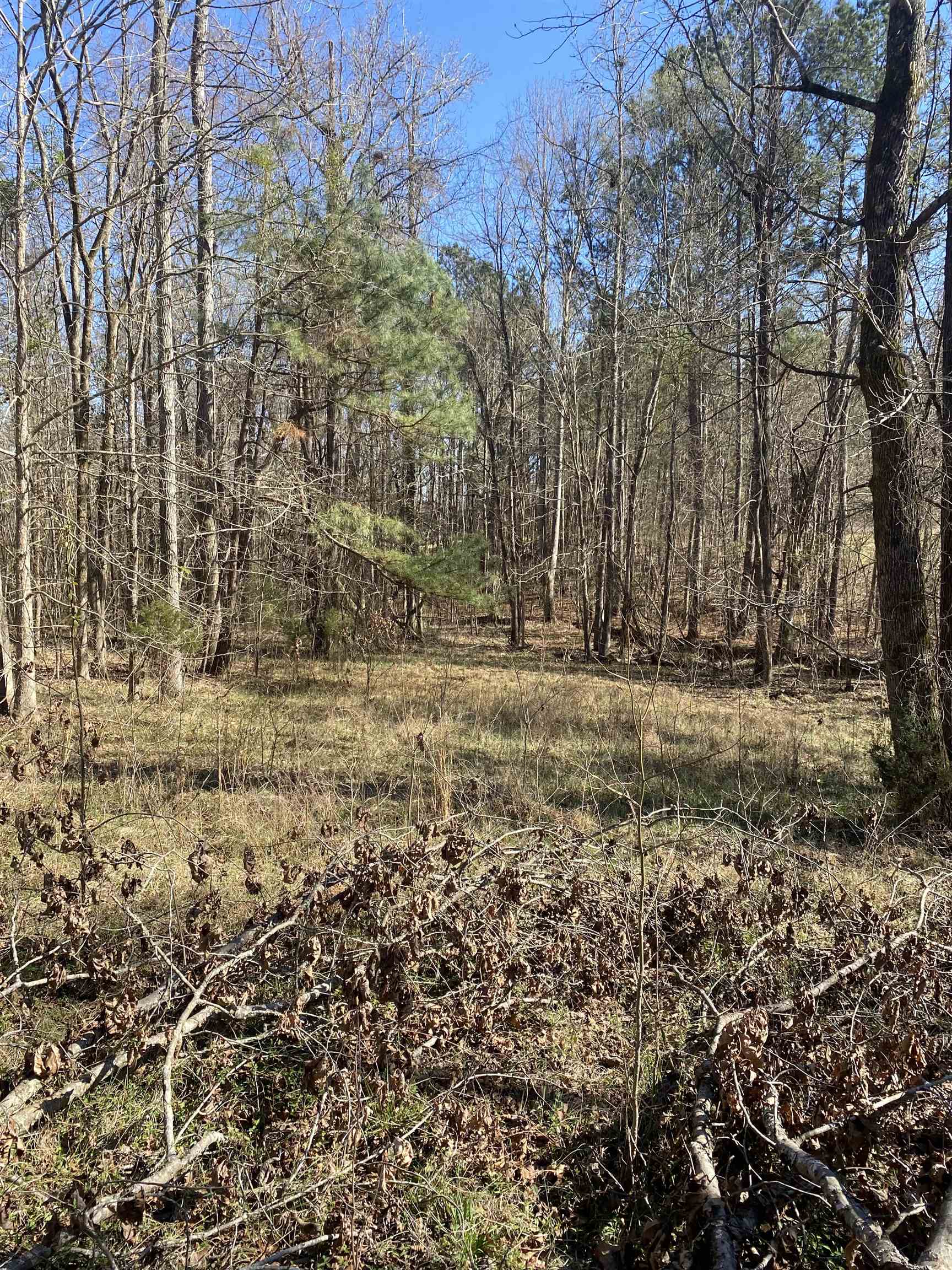 0 Tomachichi Road Cross Hill, SC 29332 - Photo 3 of 12