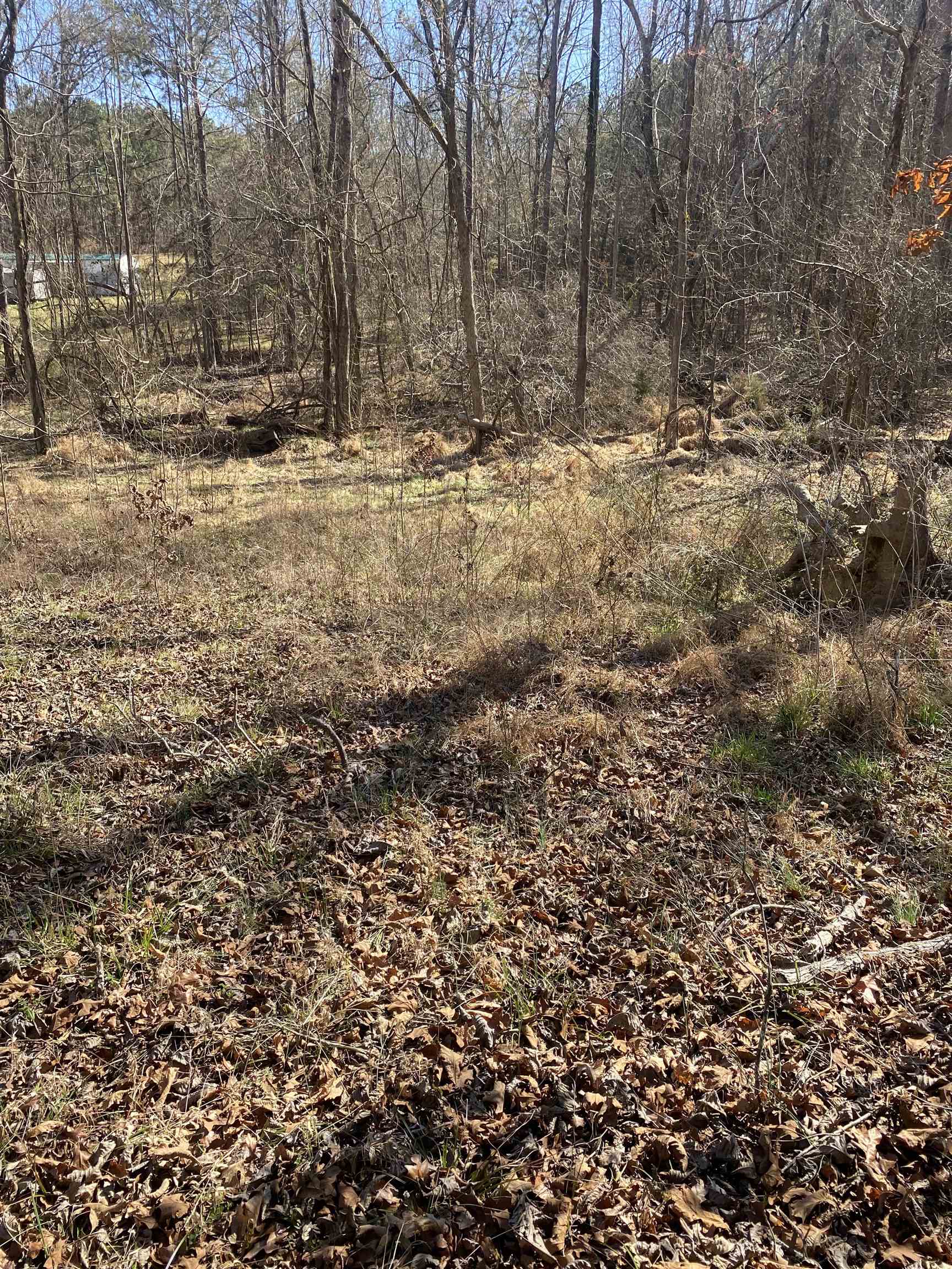 0 Tomachichi Road Cross Hill, SC 29332 - Photo 4 of 12
