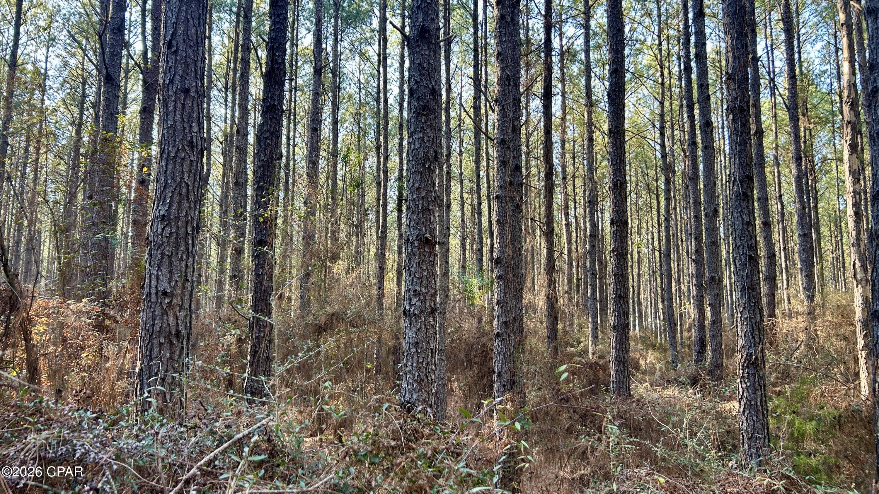 X Grimes Road Laurel Hill, FL 32567 - Photo 11 of 25